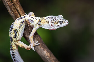 Close up of the leopard gecko or common leopard gecko, Eublepharis macularius is a ground dwelling lizard native to the rocky dry grassland and desert regions 