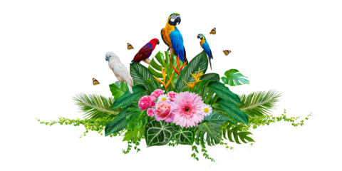 Cluster of bouquets and tropical leaves and with vines and macaws on white background. Isolate on transparent background PNG file.
