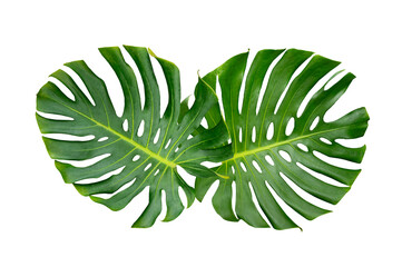 Monstera leaves leaves with Isolate  Leaves on transparent background PNG file © sarayut_sy