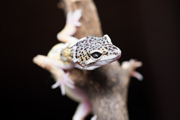 Close up of the leopard gecko or common leopard gecko, Eublepharis macularius is a ground dwelling lizard native to the rocky dry grassland and desert regions 