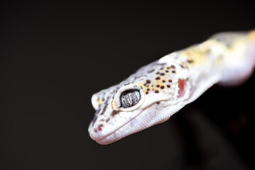 The leopard gecko or common leopard gecko, Eublepharis macularius is a ground dwelling lizard native to the rocky dry grassland and desert regions 