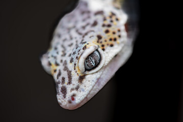 The leopard gecko or common leopard gecko, Eublepharis macularius is a ground dwelling lizard native to the rocky dry grassland and desert regions 