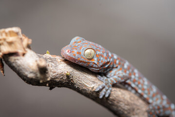 Close up of Tokay gecko, Gekko gecko on branch