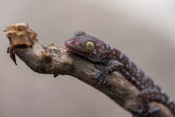 Close up of Tokay gecko, Gekko gecko on branch