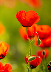 Obraz premium Spring, field of poppy flowers. The concept of the freshness of the morning nature. Spring landscape of red wildflowers. Beautiful landscape, pnorama long banner.