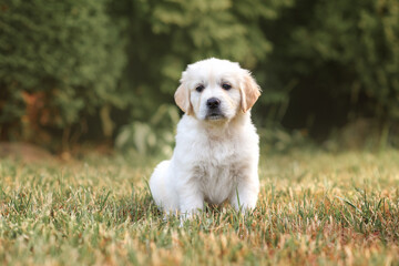 little cute puppy 6 weeks old dog golden retriever walks in the park on a walk in the summer at sunset
