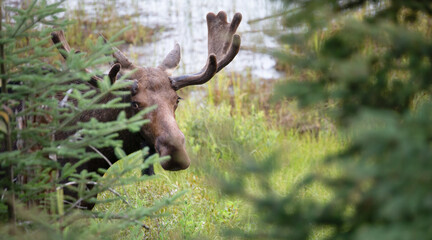 Fototapeta na wymiar Male Bull Moose with Velvet Antlers Peeking Through Wilderness. Wildlife Photography. 