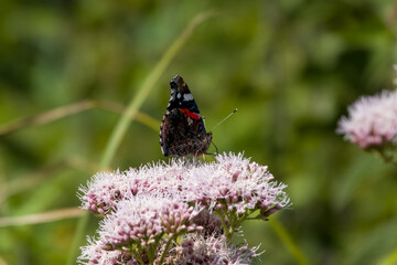 painted lady butterfly vanessa cardui on frothy pink flowers of hemp agrimony