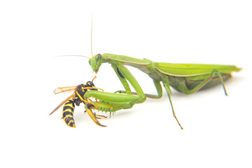 praying mantis is fighting a wasp close-up on a white background. Hunting in the world of insects. Prey for eating insects