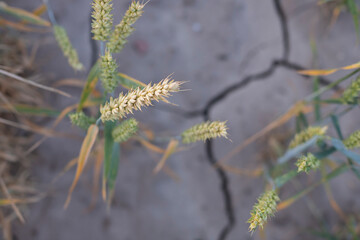 Wheat field on the farm on the dry soil. Close up
