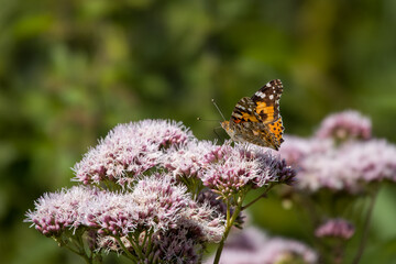 painted lady butterfly vanessa cardui on frothy pink flowers of hemp agrimony