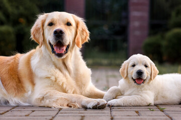 adult dog golden retriever with a small puppy for a walk. two golden retriever dogs on the road in...