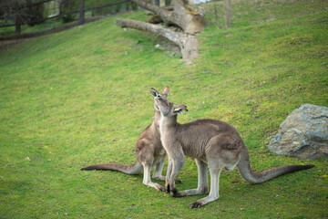 Naklejka na ściany i meble two young kangaroos fight on a green lawn