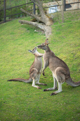 two young kangaroos fight on a green lawn
