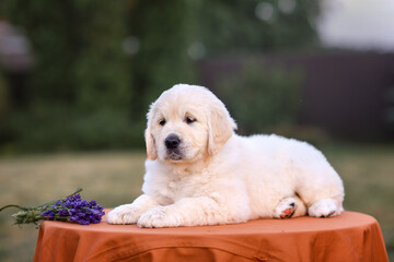 small dog puppy golden retriever labrador walking in the park with lavender flowers