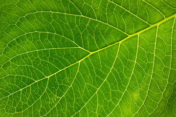 Green Leaf Closeup, Macro shot