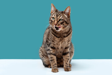 A striped cat sits on a turquoise background and licks its lips