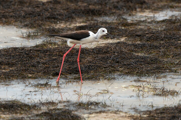 Echasse blanche,  Himantopus himantopus, Black winged Stilt