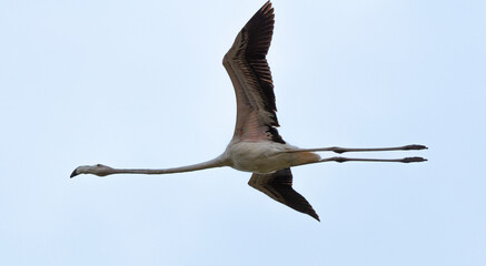 Flamant rose, .Phoenicopterus roseus, Greater Flamingo