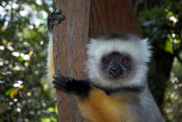 Propithéque à diadéme, Propithecus diadema, Madagascar