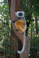 Propithéque à diadéme, Propithecus diadema, Madagascar