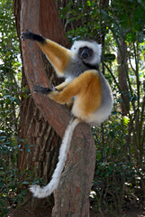 Propithéque à diadéme, Propithecus diadema, Madagascar