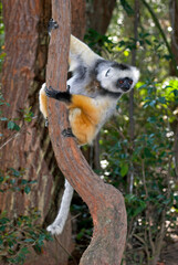 Propithéque à diadéme, Propithecus diadema, Madagascar