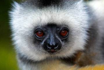 Propithéque à diadéme, Propithecus diadema, Madagascar