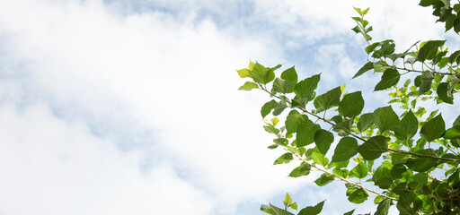 View seen from below looking through the branches of the trees. In the background is a bright sky.