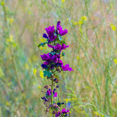 Blooming wild mallow on colored blurred background in the meadow