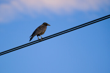 Carrion crow perching on electrical wires on blue sky background