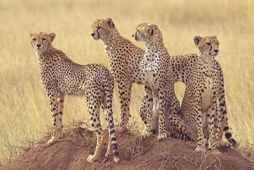 cheetah family in the savannah - obrazy, fototapety, plakaty