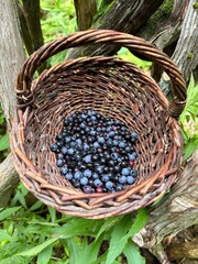 Basket of Blueberries 1