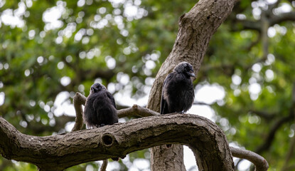 Black Birds on a Branch