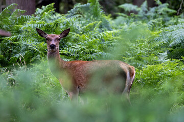 Deer through the Bushes