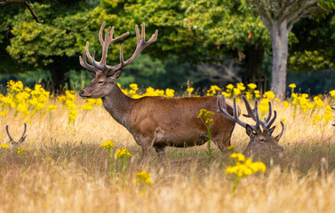 Stag Side Profile