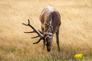 Stag Feeding on Grass
