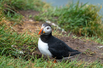Cute Atlantic puffin on a cliff in Iceland