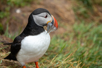 Atlantic puffin with a mouthful of fish freshly caught in Iceland