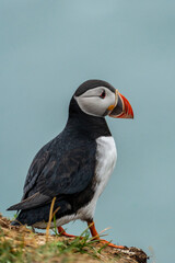 Cute portrait of Atlantic Puffin in Iceland at Borgarfjörður eystri