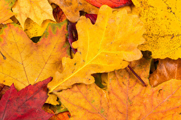 Fall leaves background