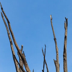 Burnt tree against the sky