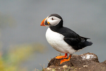 Cute Atlantic puffin on a cliff in Iceland