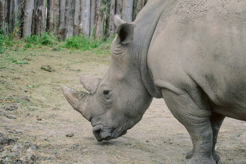 Obraz premium Rhino sniffing the ground. Rhinoceros head close up side view.