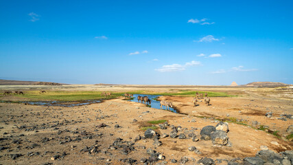 Lake Abbe of Djibouti. Few watering holes are are life saving for animals.