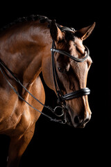 Portrait of bay horse with black bridle