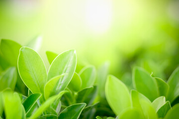 Closeup of beautiful and fresh green leaf in blurred background with morning sunlight, natural green leaves plant in spring or summer garden. nature environment ecology or greenery wallpaper.