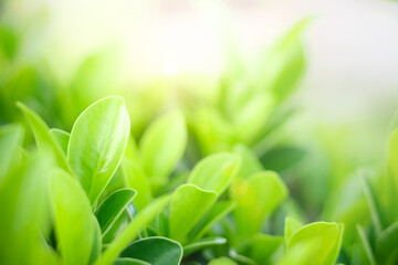 Closeup of beautiful and fresh green leaf in blurred background with morning sunlight, natural green leaves plant in spring or summer garden. nature environment ecology or greenery wallpaper.