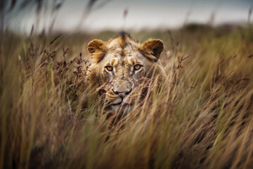 Rugged old male lion hiding in long grass stalking his prey