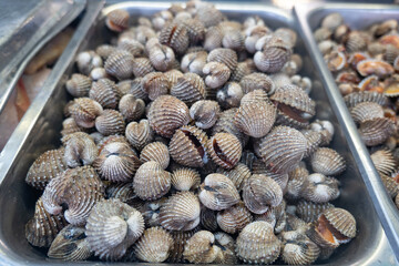 blood clam, Tegillarca granosa in scientific name , on display at seafood market. Close-up of raw sea cockles clams for stir fried clams, popular dish in Asia, China